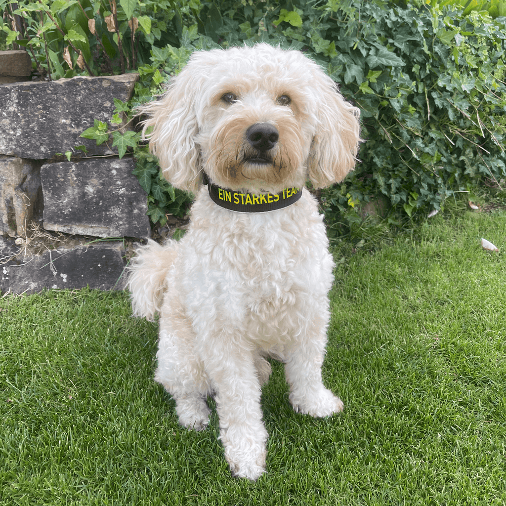 Collare per cani del BVB in neoprene con scritta gialla riflettente “EIN STARKES TEAM”, adatto a cani di taglia piccola e media.